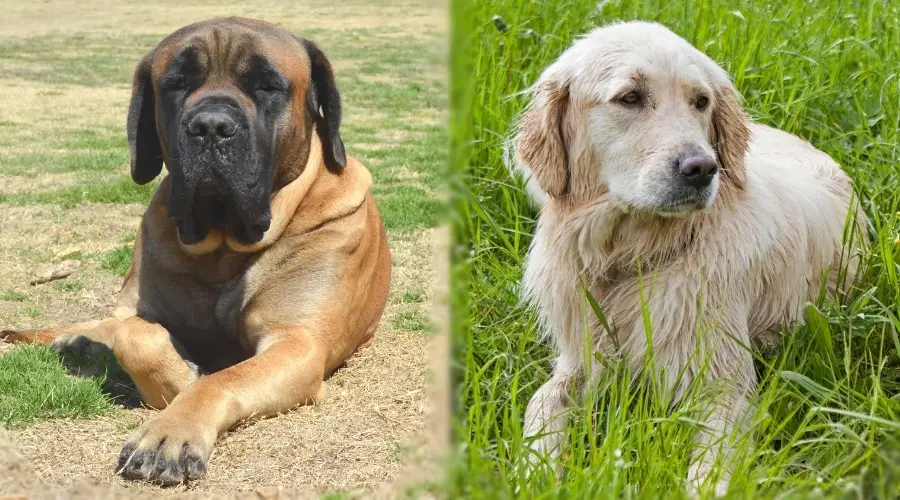 Perro marrón grande y perro de pelo medio largo tendido en la hierba