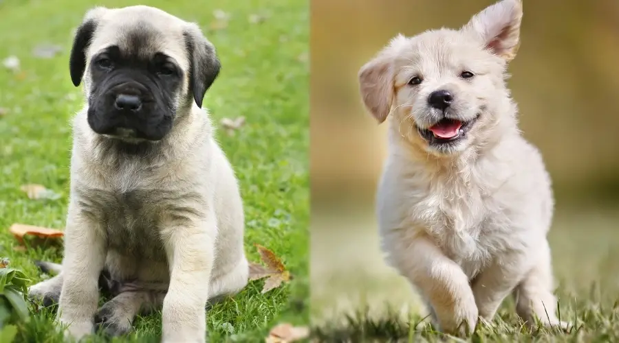 Dos cachorros bronceados al lado de la hierba