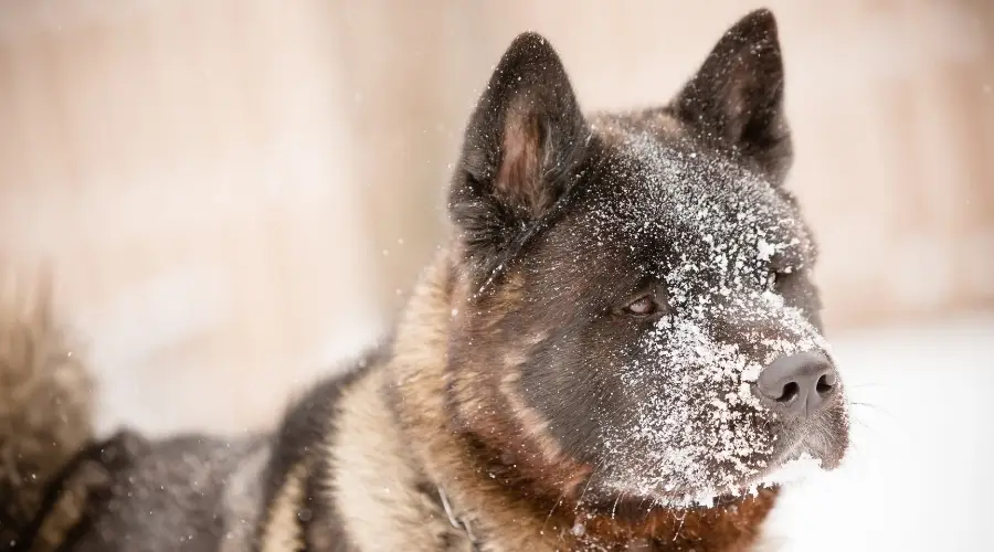 Akitas en la nieve