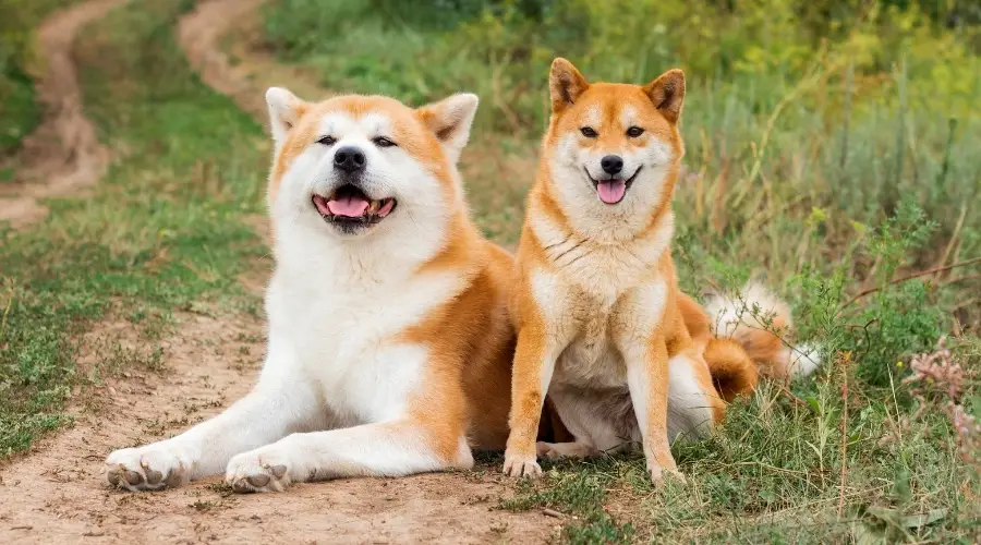 Akita y Shiba Inu en el campo