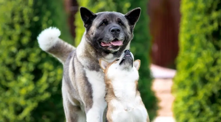 Perros activos Akita y Shiba Inu