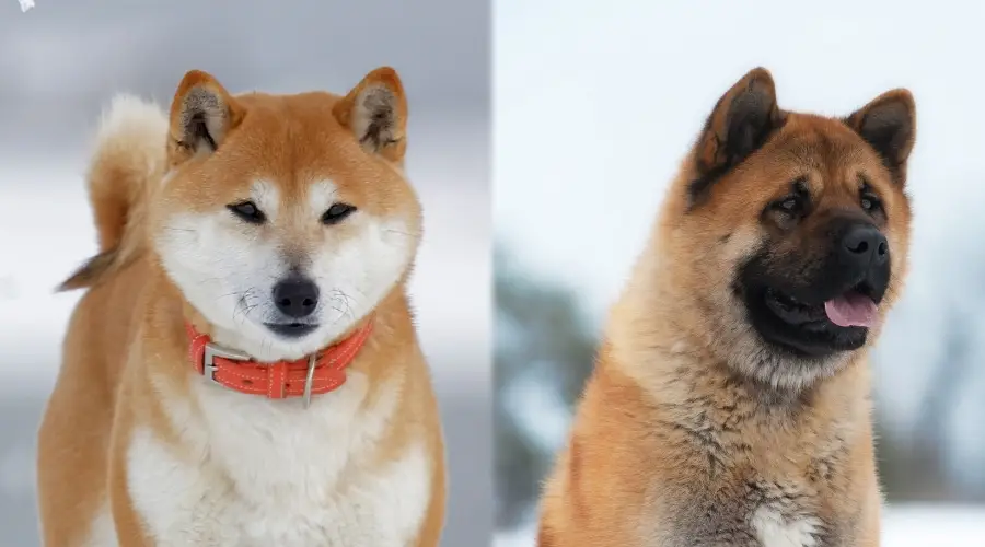 Shiba Inu y Akita afuera en la nieve