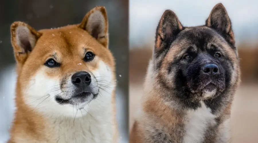 Akita junto a Shiba Inu