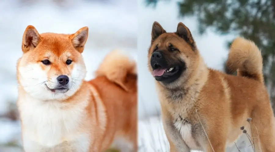 Shiba rojo y Akita rojo