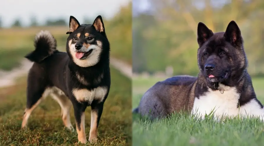 Shiba marrón y Akita marrón