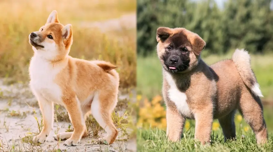 Cachorros Shiba Inu y Akita en hierba