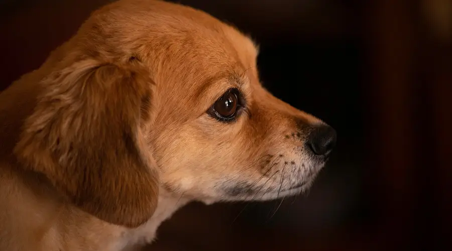 Cachorro de laboratorio chihuahua