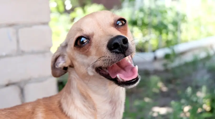 Labrahuahua al aire libre