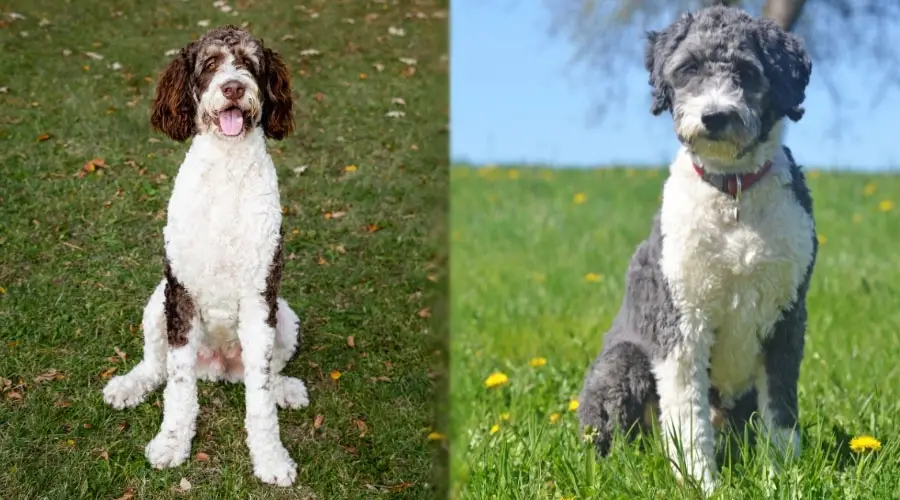 Mezclas de caniche sentado al aire libre