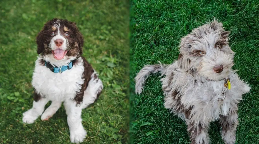 Perros felices al aire libre