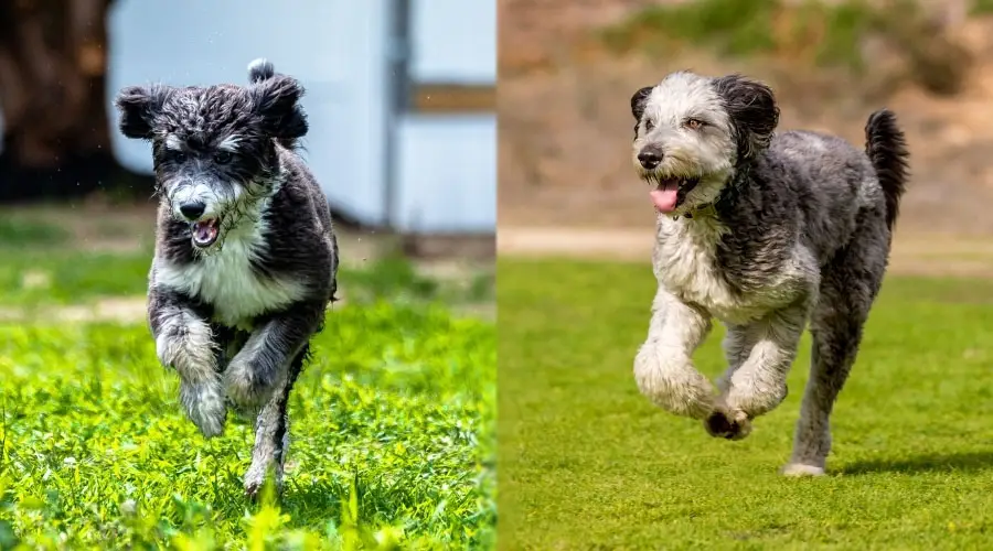 Perros corriendo al aire libre