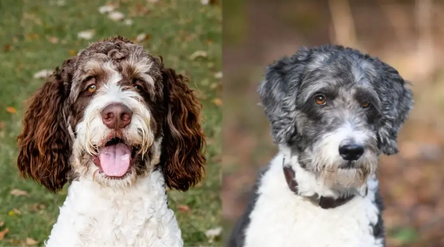 Caras de perros guapos