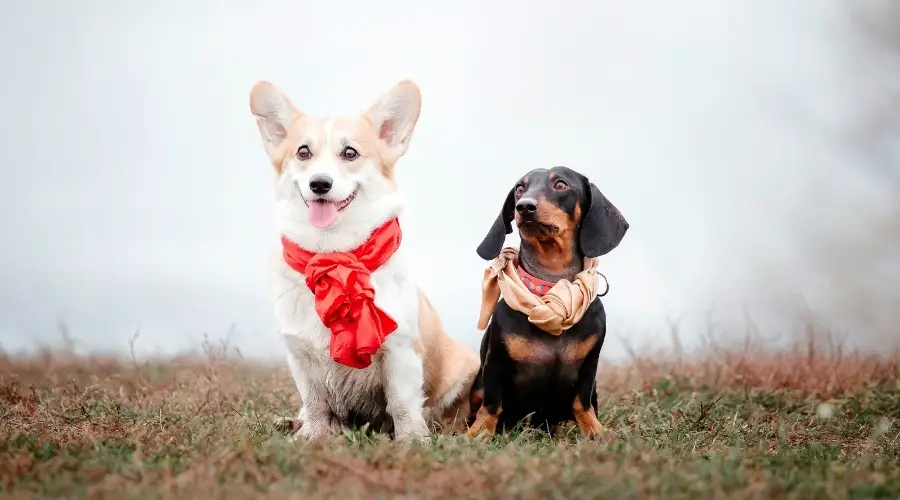 Dos perros más pequeños con pañuelos