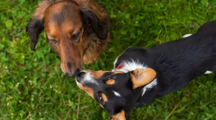 Dos perros pequeños jugando al aire libre