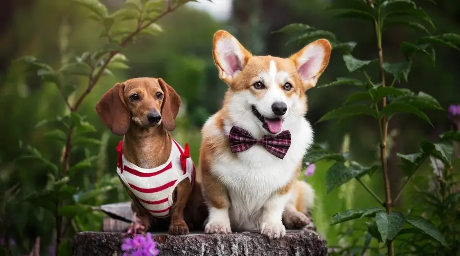 Lindo perro Corgi y Dachshund