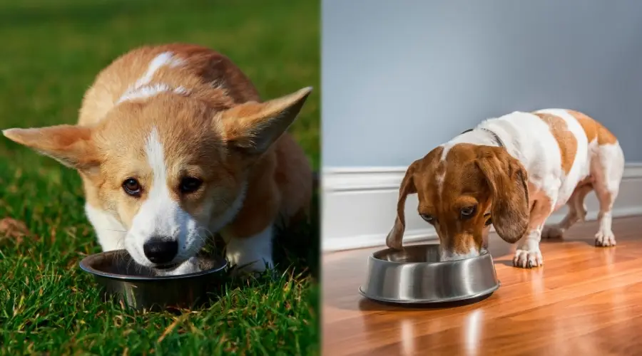 Corgi y Dachshund cenando