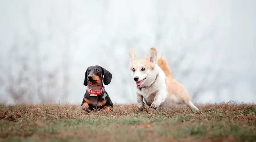 Entrenamiento de Corgi y Dachshund