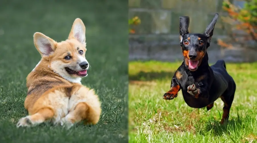 Perros sanos de raza pequeña jugando