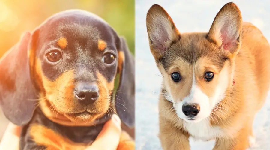 Cachorros de perro salchicha y corgi