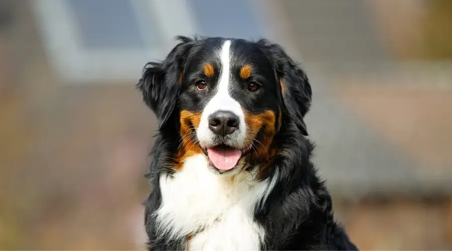 Hermoso perro tricolor