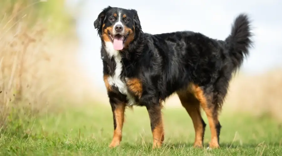 Hermoso perro tricolor en la hierba