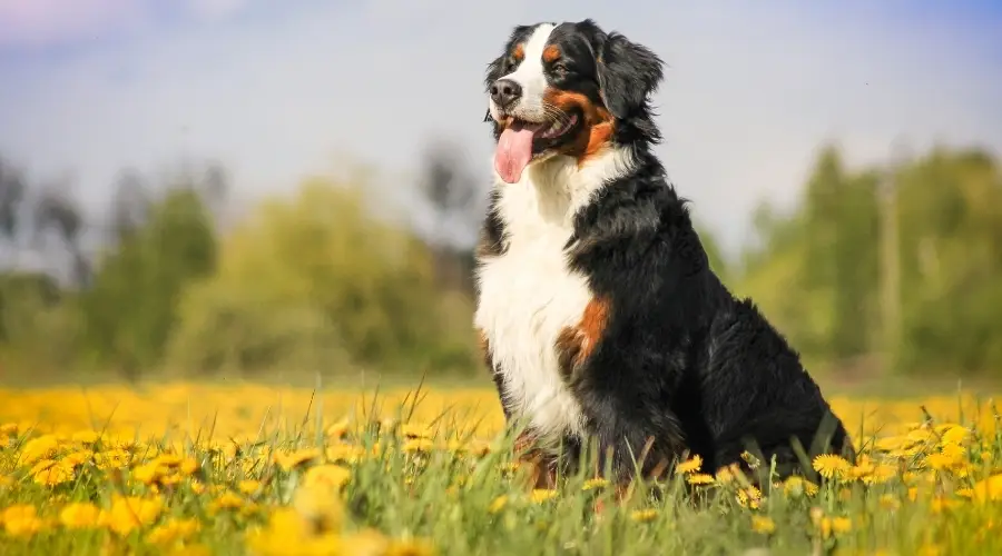 Gran perro tricolor en Meadow