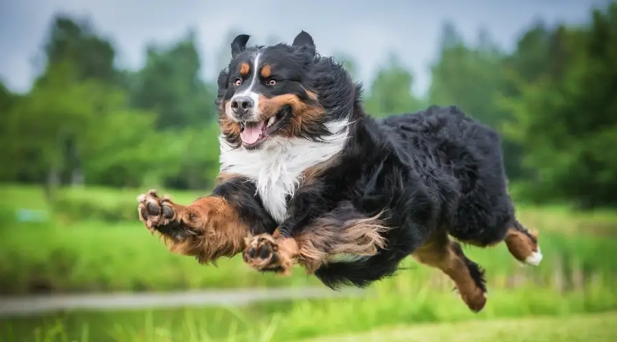 Berner corriendo sobre la hierba verde