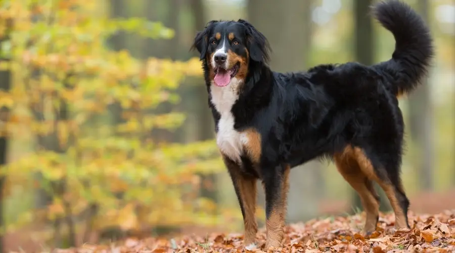 Berner hembra afuera en otoño