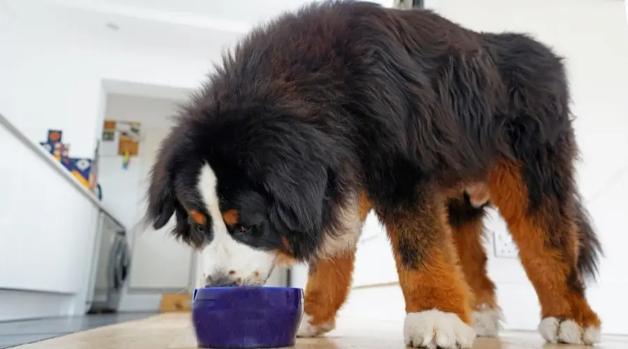 Berner comiendo de un cuenco para perros