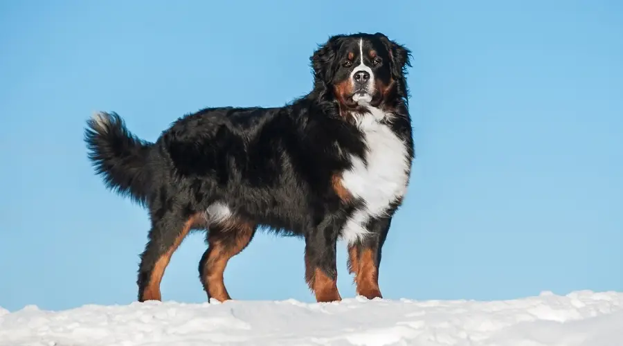 Perro tricolor saludable en la nieve