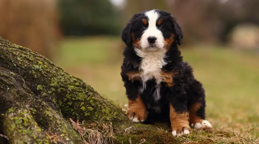 Cachorro tricolor al aire libre