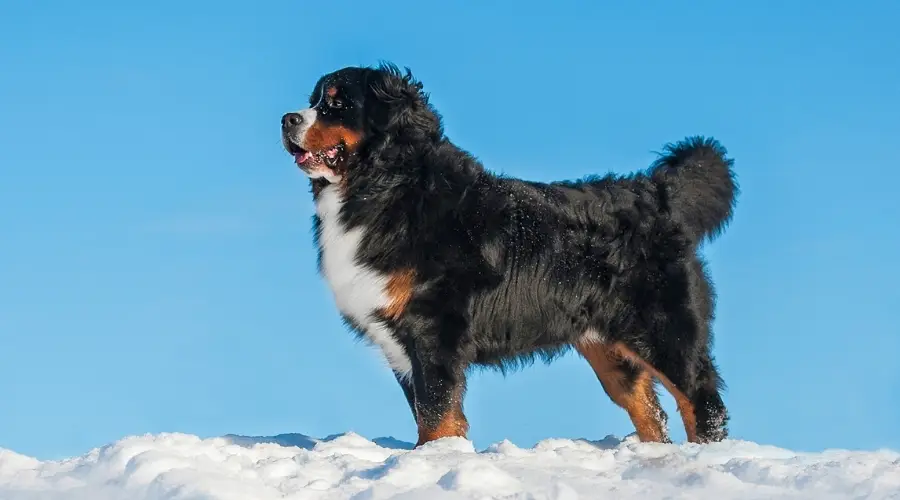 Perro con pelaje grueso en la nieve