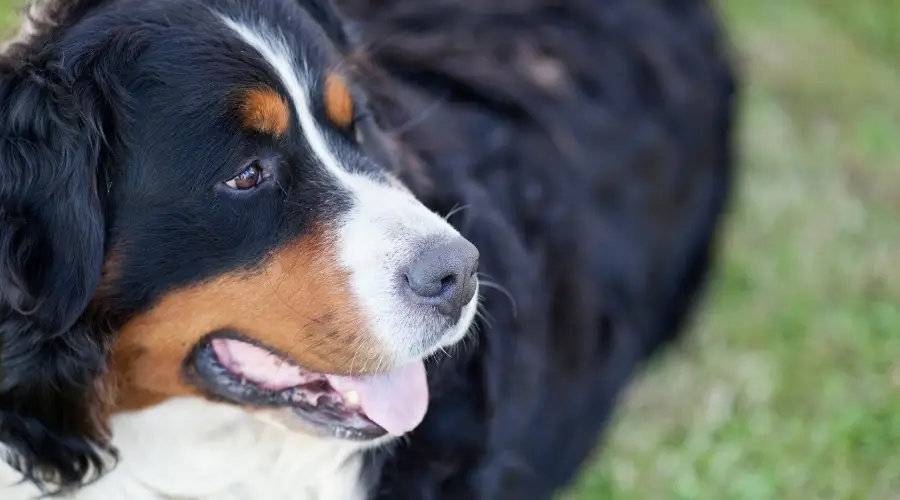 Perro de rescate Berner