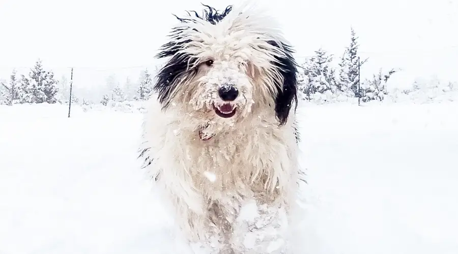 Perro esponjoso corriendo en la nieve