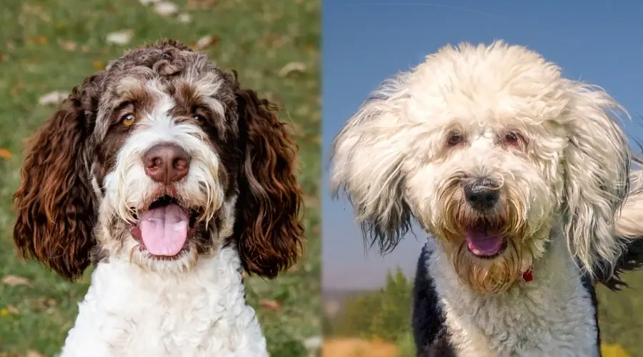 Dos caras de perro esponjosas