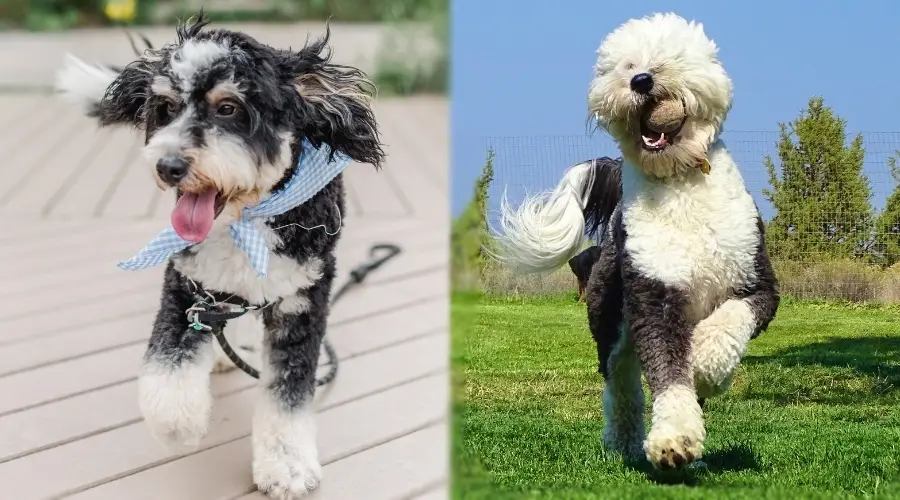 Dos perros peludos saltando arriba y abajo