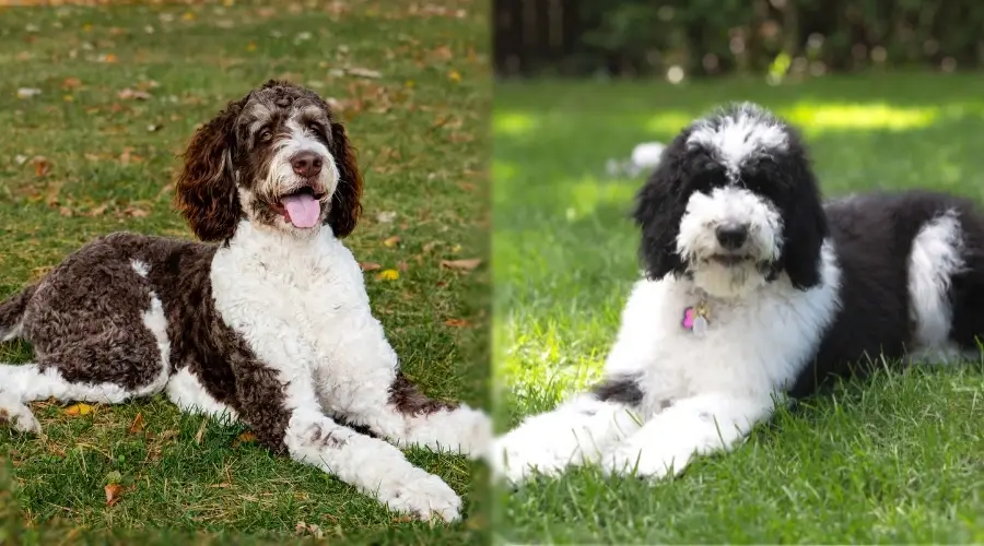 Dos perros peludos tendido en la hierba