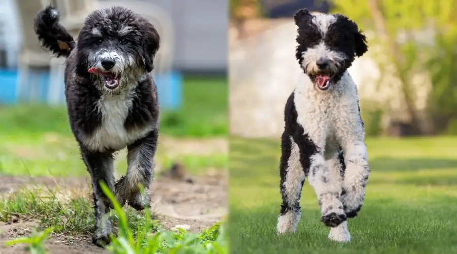 Dos perros corriendo en la hierba