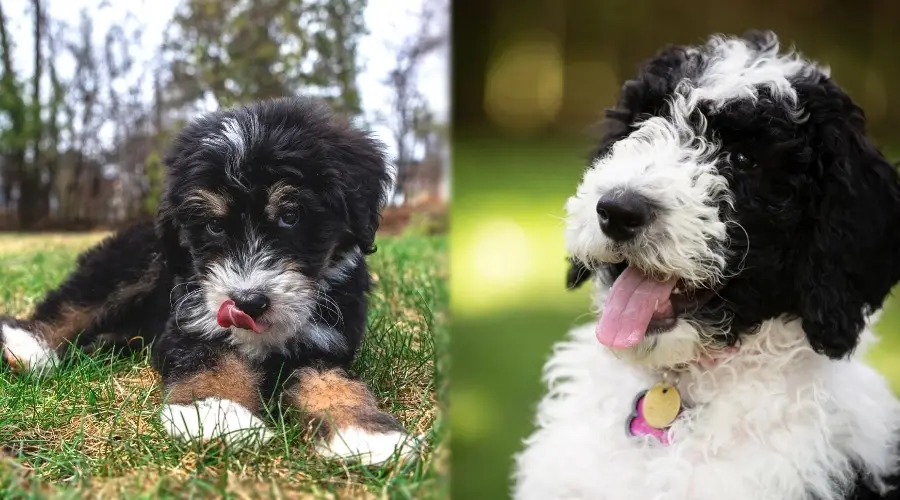 Dos cachorros multicolores lamiendo los labios