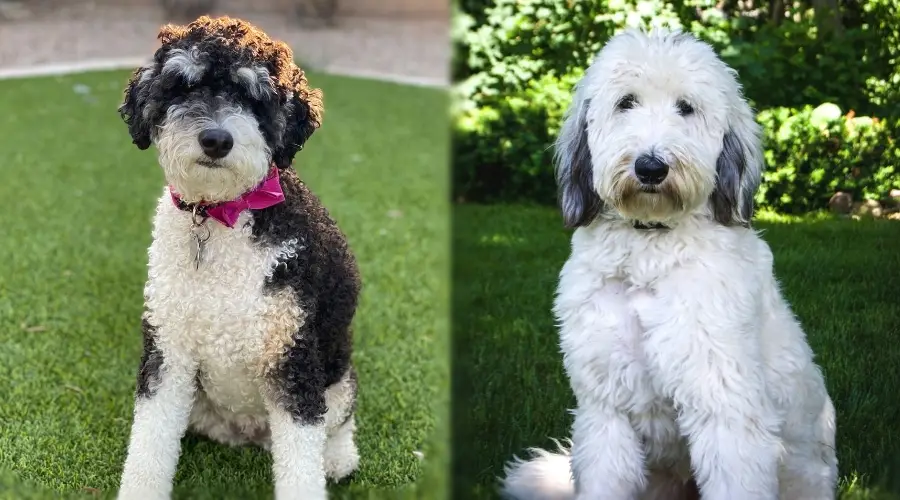 Perro blanco y negro sentado y Perro gris y blanco sentado