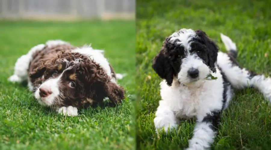 Dos cachorros esponjosos en la hierba