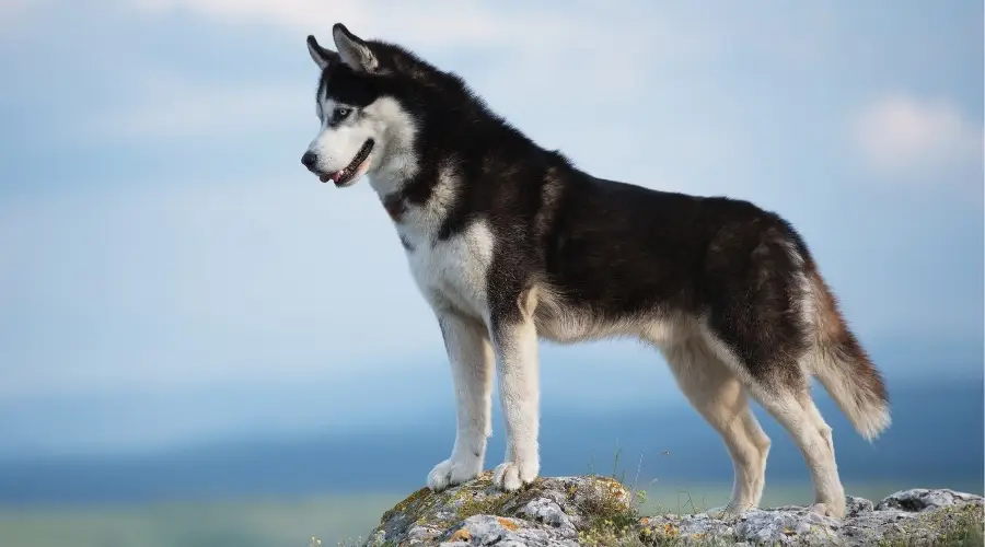 Perro blanco y negro parado sobre una roca