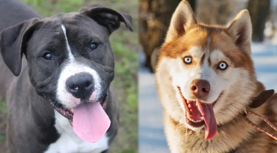 Perro blanco y negro y perro marrón y blanco mirando a la cámara