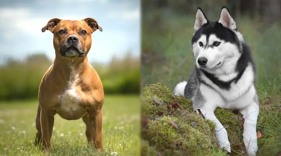 Perro marrón y perro blanco y negro posando para la cámara