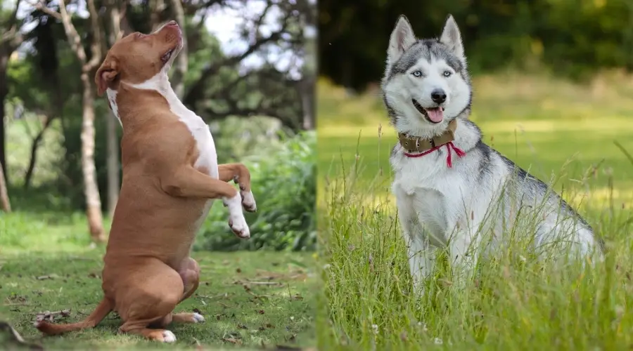 Perro marrón mendigando y perro blanco y negro sentado