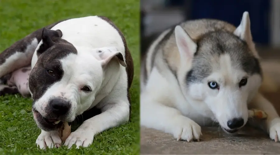 Dos perros masticando huesos de filete