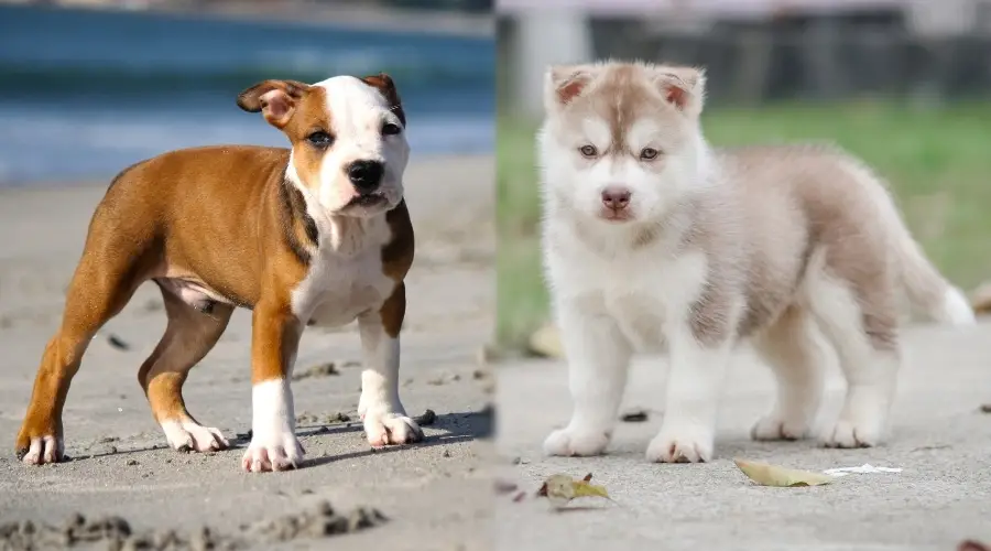 Cachorro marrón y blanco y cachorro gris esponjoso