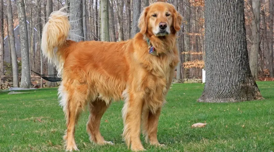 Perro dorado con pelo largo parado en la hierba