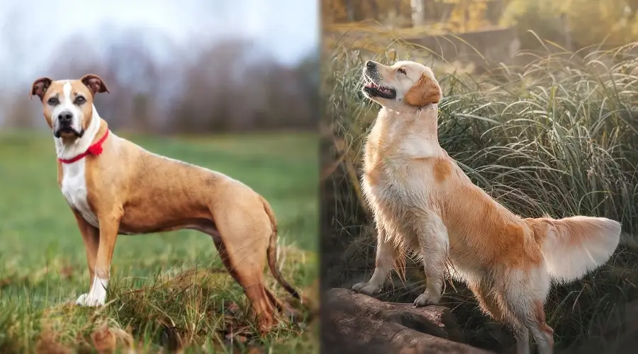 Perro bronceado y blanco junto a un perro dorado de pelo largo posando