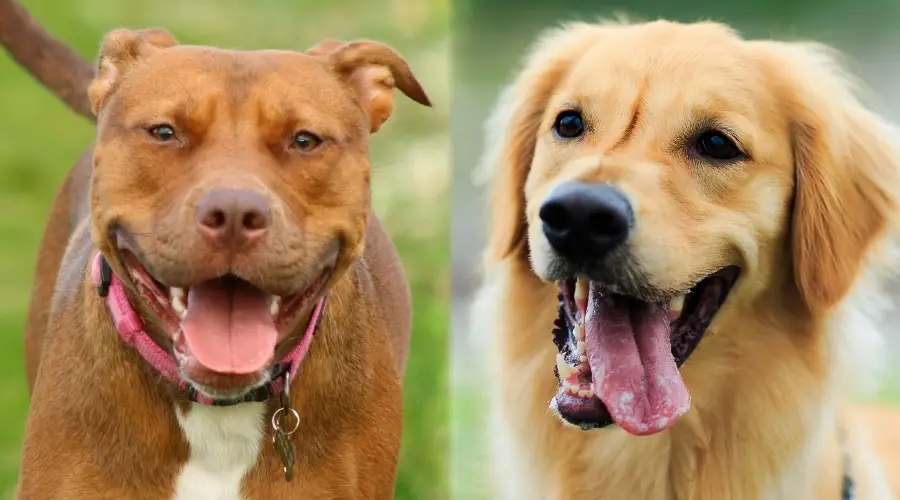 Perro marrón sonriendo a la cámara y perro dorado sonriendo a la cámara